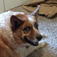 Rick Krenz's profile image
