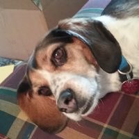 Lisa Nieman's profile image