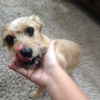 Angelo Zuleta's profile image