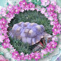 Patricia Lash's profile image