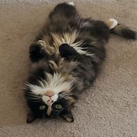 Tina Dahlenburg Williams's profile image