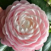 Tina Arlene Bronson's profile image
