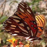 Rain Forest's profile image