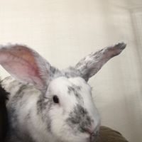 LolaBell AndCo's profile image