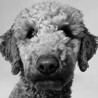 Kimberly Kniech Roelofs's profile image