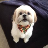 Karen Pugliese's profile image