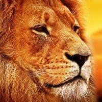 Becca Burgess's profile image