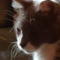 Lisa Luiken Woxell's profile image