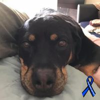 Suzanne Sharp McMasters's profile image