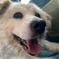 Susan Crumrine's profile image