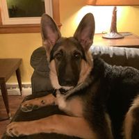 Bill Scheeler's profile image