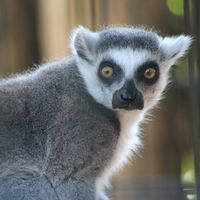 Kelli Shrout Chappelow's profile image