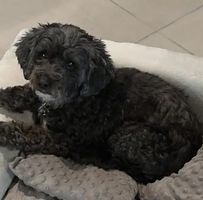 Denise Fowler's profile image