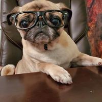 Tracey Dunham's profile image