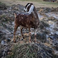 Janet L Cooper's profile image