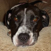 Dyanna Cote-Bishop's profile image