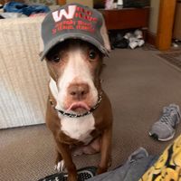 Bob Segar's profile image