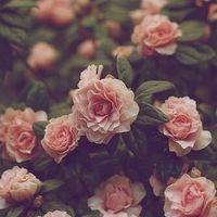 Dina Rose's profile image