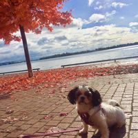 AJ Jamie's profile image