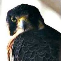 Kalli Pappas Webb's profile image