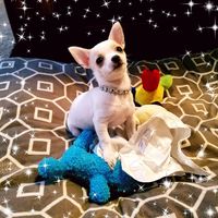 Candy Hanline's profile image