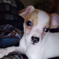 Cynthia Thies's profile image