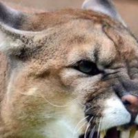 Karl Gauglitz's profile image