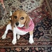 Lori Norris's profile image