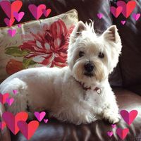 Debbie Howell Ouellette's profile image