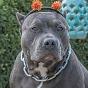 Brian Santangelo's profile image