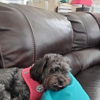 Tanya Banks's profile image