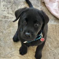 Gaby L-ee's profile image