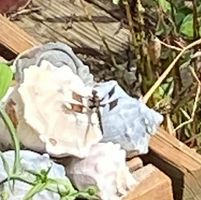 Susan Callahan's profile image