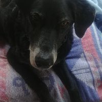 Rachelle Webb's profile image