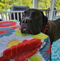 Shelley Silk Vogelgesang Cranor's profile image