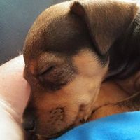 Valeria Fox's profile image