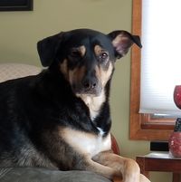 Stringfellow Hawk's profile image