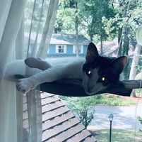 Nicholas Reyes's profile image