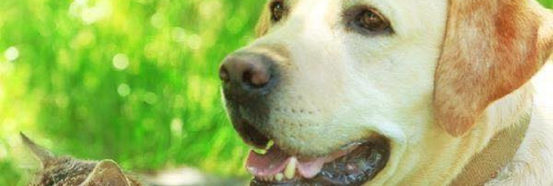 Sachem Animal Hospital