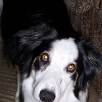 Corrine Yergenson's profile image