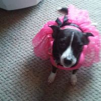 Toni Hector-Zepeda's profile image