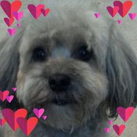 Sandy Kile's profile image