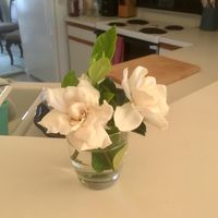 Sue Scharrer's profile image