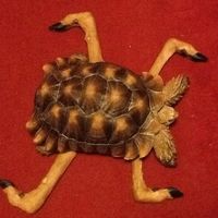 Josh Douglas's profile image