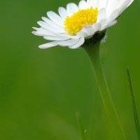 Andrea Wall's profile image