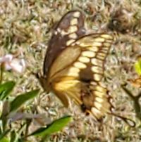 Yolanda Carrizales's profile image