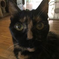 Sunny Brook's profile image
