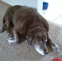 Lisa Timm's profile image