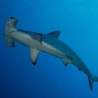 Michael O'Hagan's profile image