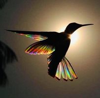 Debera Broyles's profile image